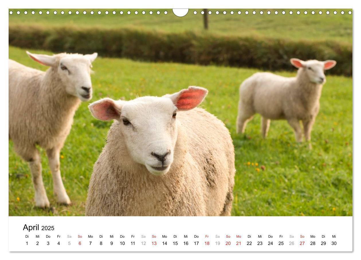 Bild: 9783435570010 | Hallig Hooge - zwischen Himmel und Erde (Wandkalender 2025 DIN A3...