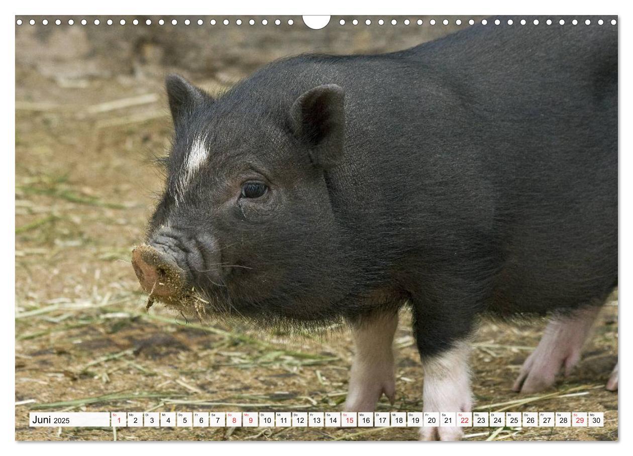 Bild: 9783435601936 | Von Säuen die Schwein haben! (Wandkalender 2025 DIN A3 quer),...