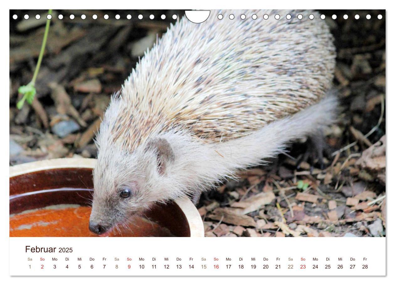 Bild: 9783435473052 | Igel 2025. Tierische Impressionen (Wandkalender 2025 DIN A4 quer),...