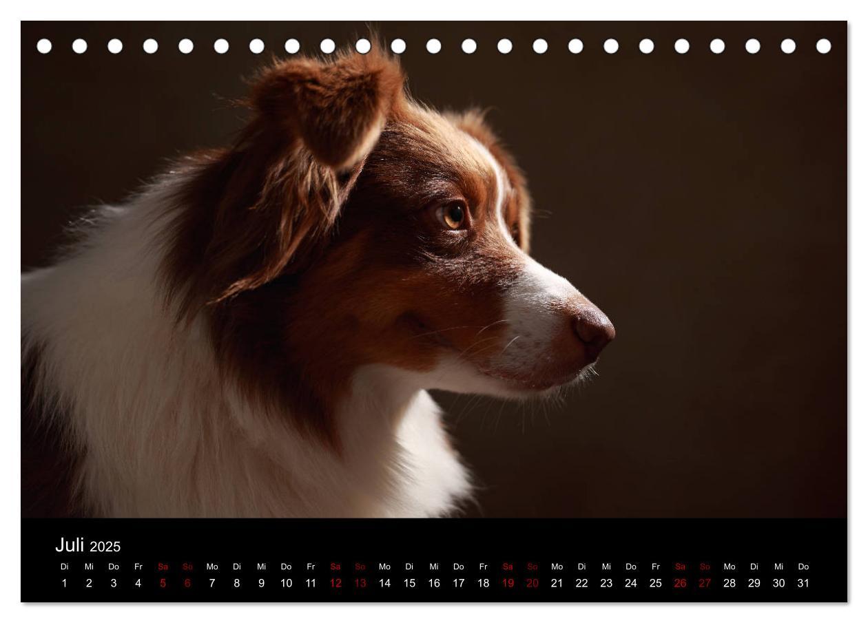 Bild: 9783435435517 | Charmante Australian Shepherds (Tischkalender 2025 DIN A5 quer),...