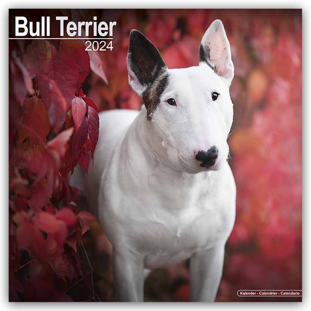 Cover: 9781804600238 | Bull Terrier - Bull Terrier 2024 - 16-Monatskalender | Ltd | Kalender