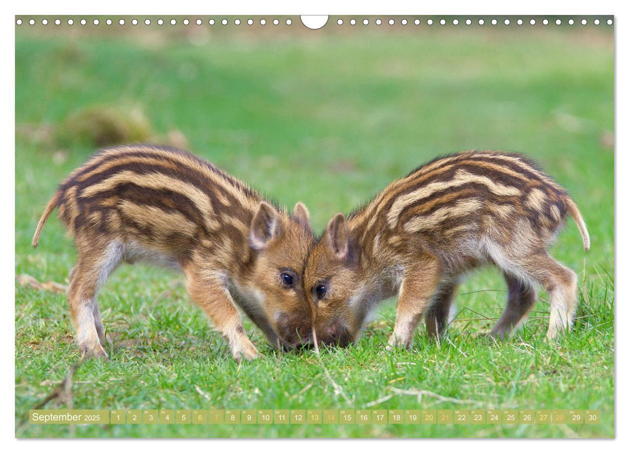 Bild: 9783457183779 | Wald-Kindergarten: Tierkinder im Wald (Wandkalender 2025 DIN A3...