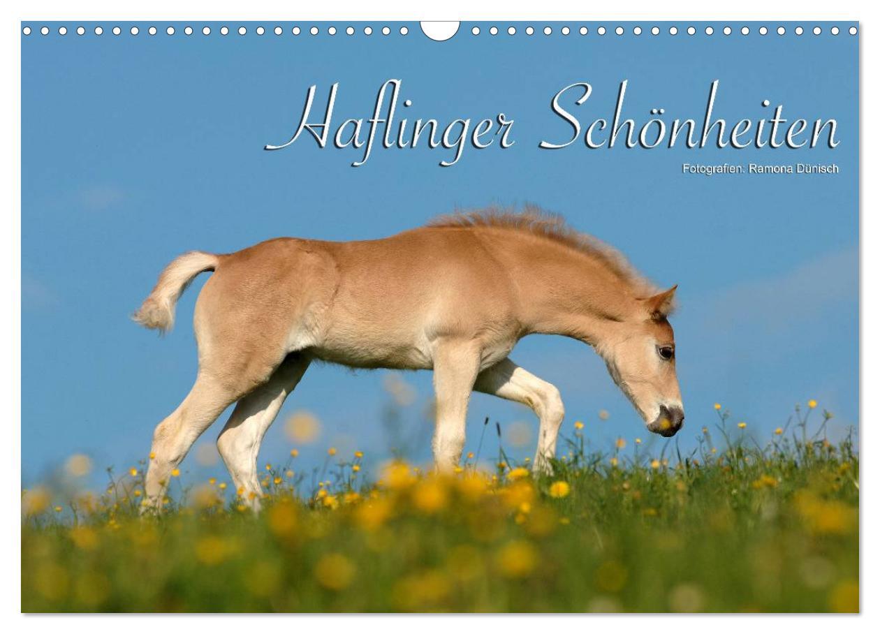 Cover: 9783435753185 | Haflinger Schönheiten (Wandkalender 2025 DIN A3 quer), CALVENDO...