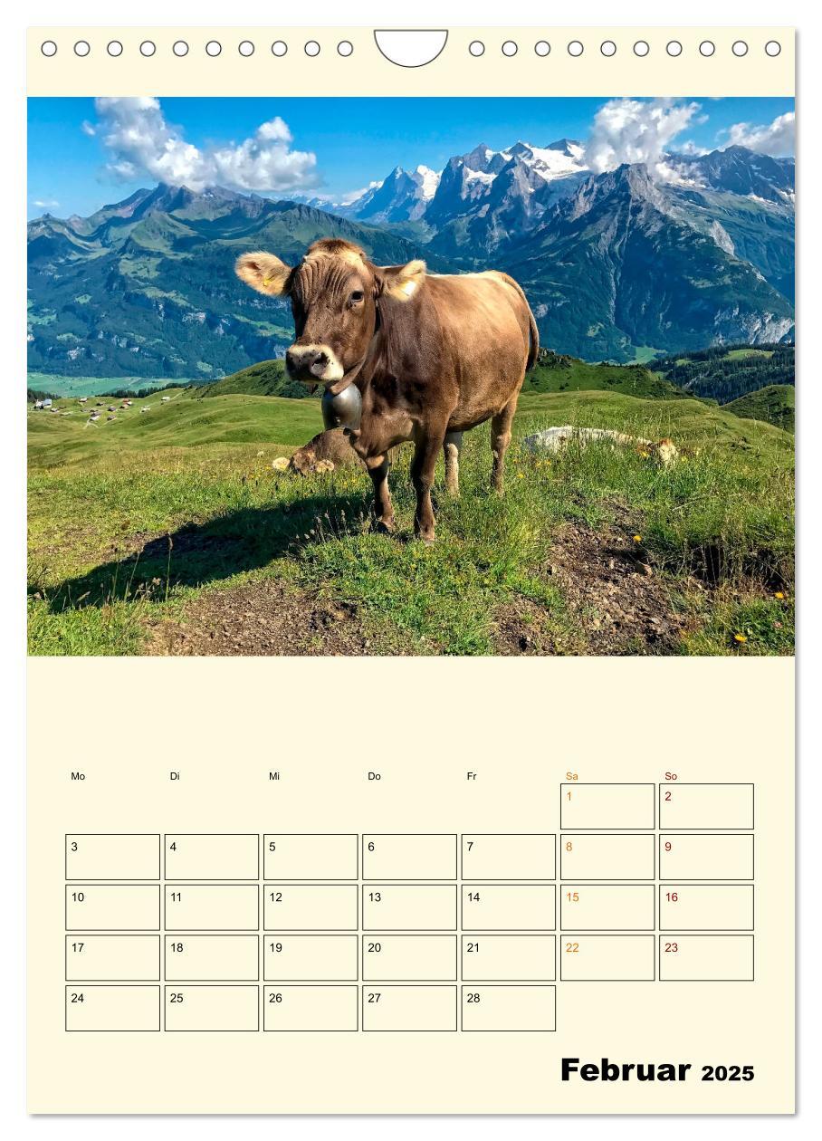 Bild: 9783435904358 | Glückliche Bergkühe (Wandkalender 2025 DIN A4 hoch), CALVENDO...