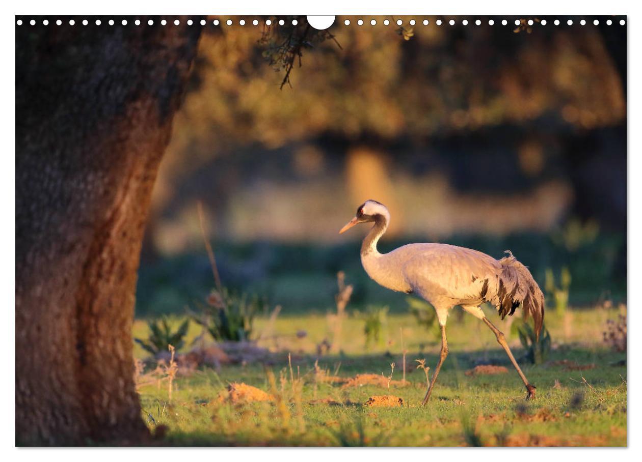 Bild: 9783435414819 | Vögel in der Extremadura (Wandkalender 2025 DIN A3 quer), CALVENDO...