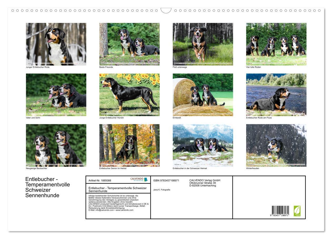 Bild: 9783457198971 | Entlebucher - Temperamentvolle Schweizer Sennenhunde (Wandkalender...