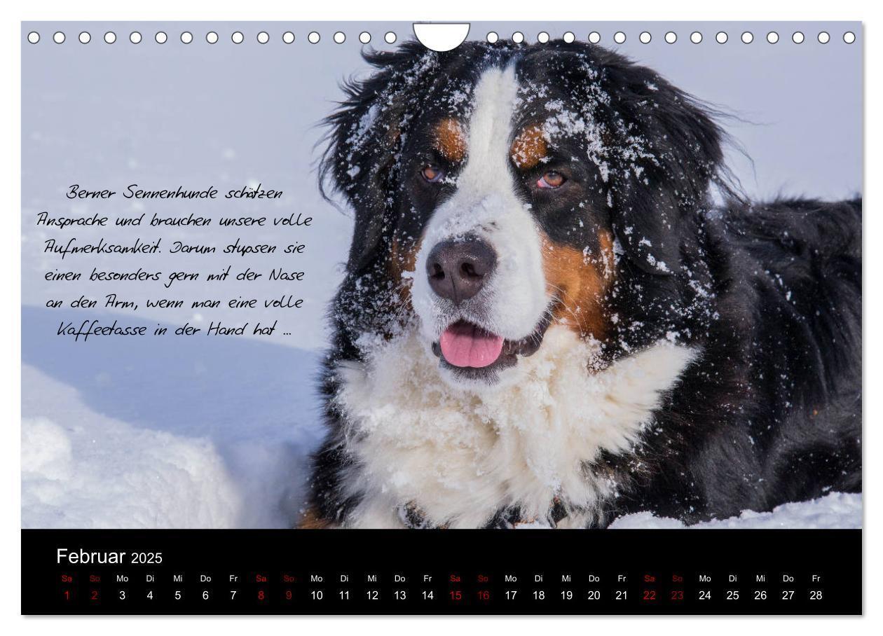 Bild: 9783435403431 | So ist er. Der Berner Sennenhund (Wandkalender 2025 DIN A4 quer),...