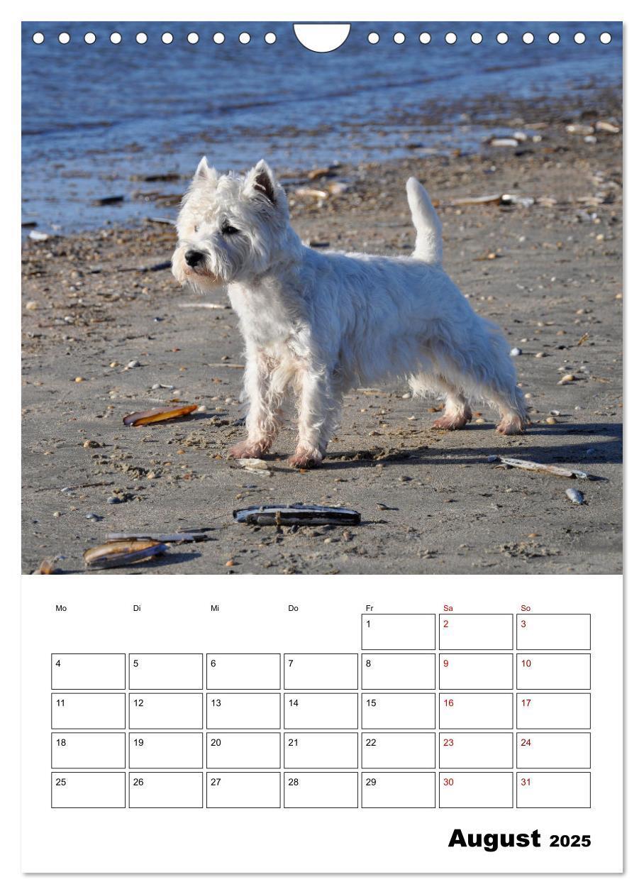 Bild: 9783435888276 | West Highland White Terrier - Herzensbrecher auf vier Pfoten...