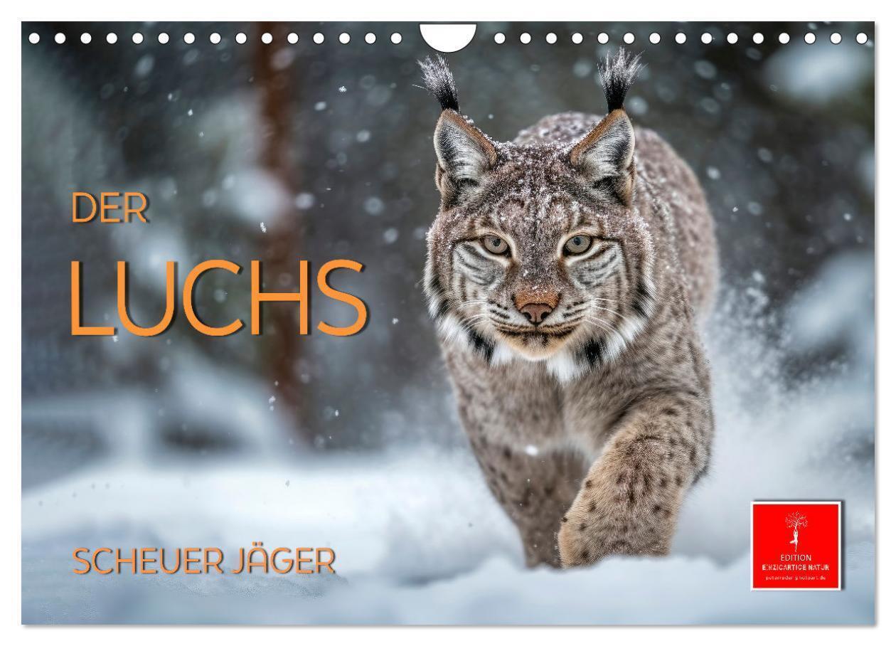 Cover: 9783383638862 | Der Luchs - scheuer Jäger (Wandkalender 2024 DIN A4 quer), CALVENDO...