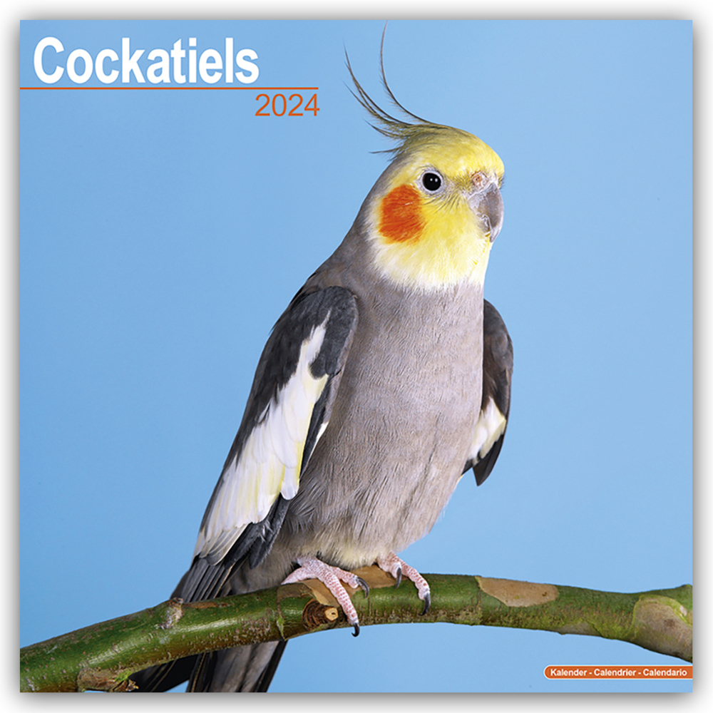 Cover: 9781804601211 | Cockatiels - Nymphensittiche 2024 - 16-Monatskalender | Ltd | Kalender