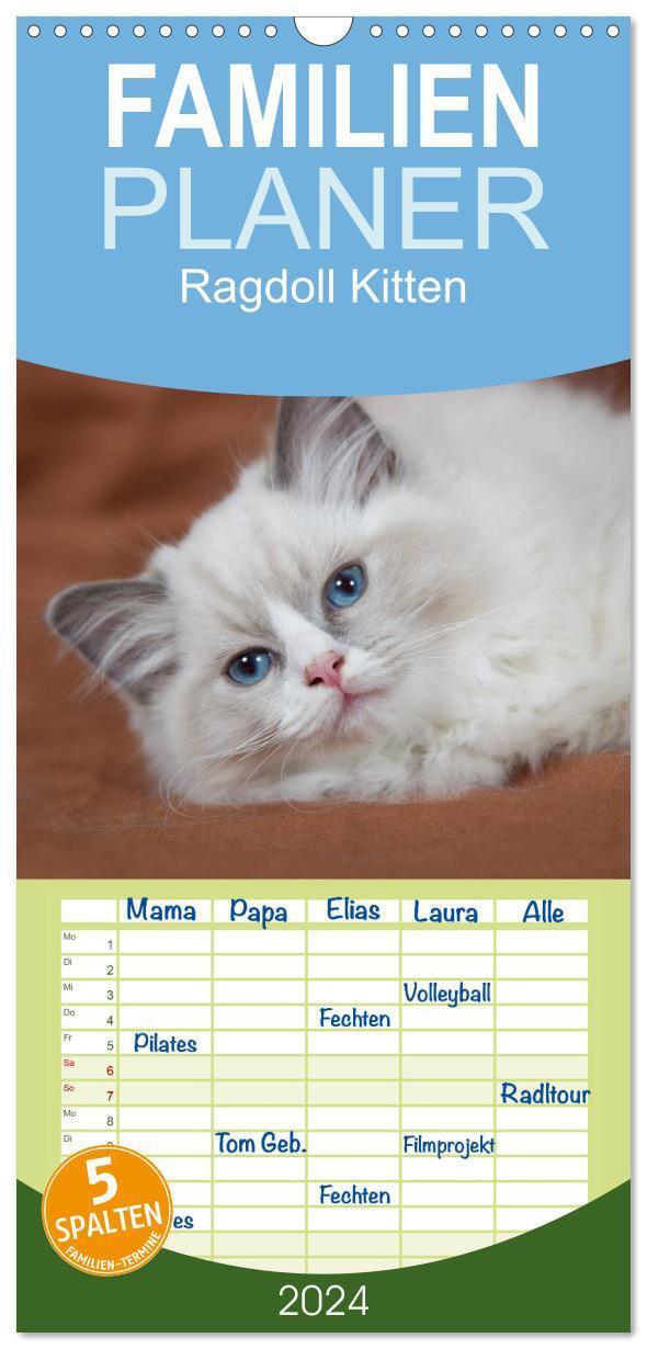 Cover: 9783383094385 | Familienplaner 2024 - Ragdoll Kitten mit 5 Spalten (Wandkalender,...