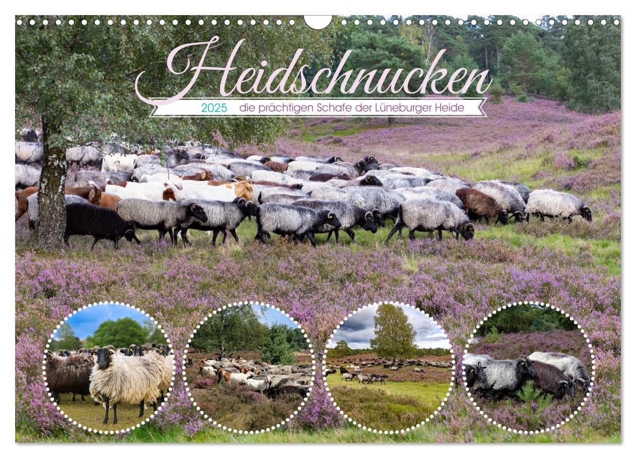 Cover: 9783435014002 | Heidschnucken, die prächtigen Schafe der Lüneburger Heide...