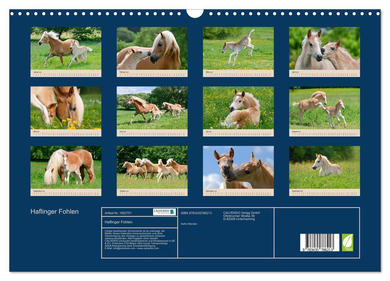 Bild: 9783435786213 | Haflinger Fohlen (Wandkalender 2025 DIN A3 quer), CALVENDO...