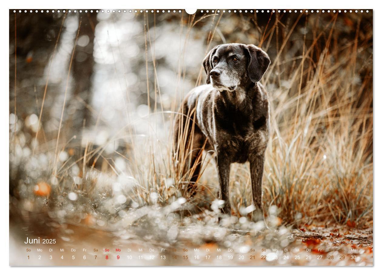 Bild: 9783435017843 | Verzauberung Labrador Retriever 2025 (Wandkalender 2025 DIN A2...