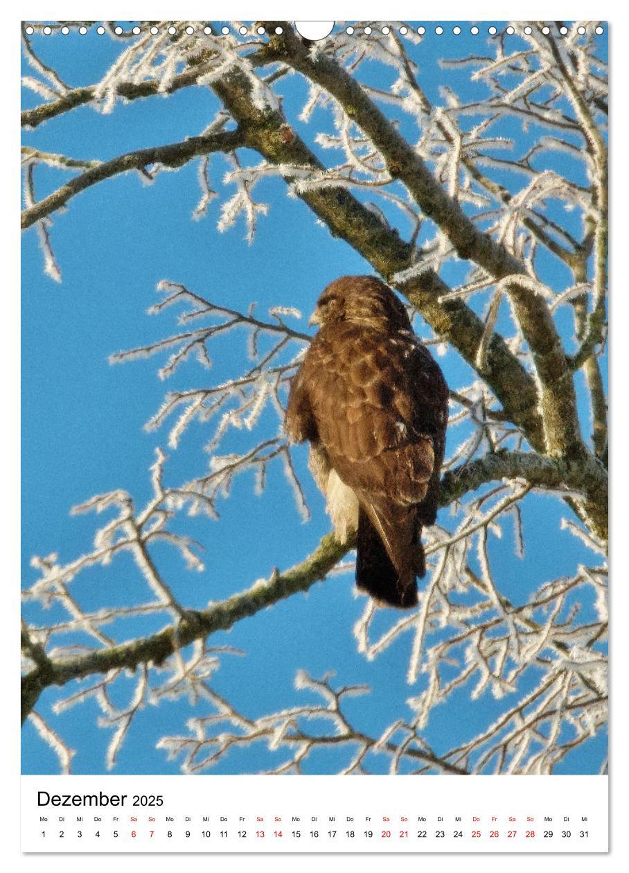 Bild: 9783383766411 | Adler, Eule und Co - Gefiederte Jäger im Portrait (Wandkalender...