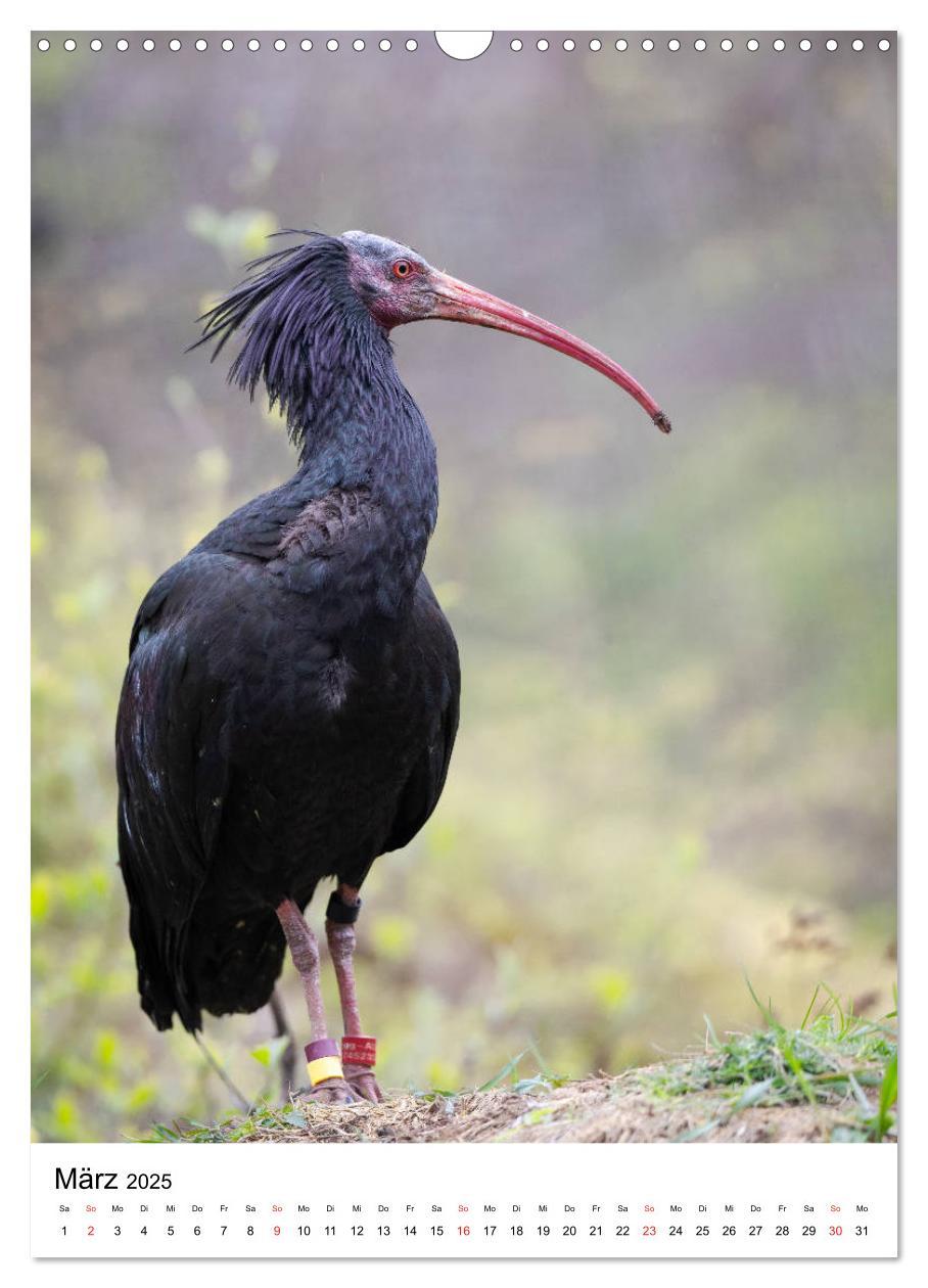 Bild: 9783435943678 | Der Waldrapp - Der etwas andere Vogel (Wandkalender 2025 DIN A3...