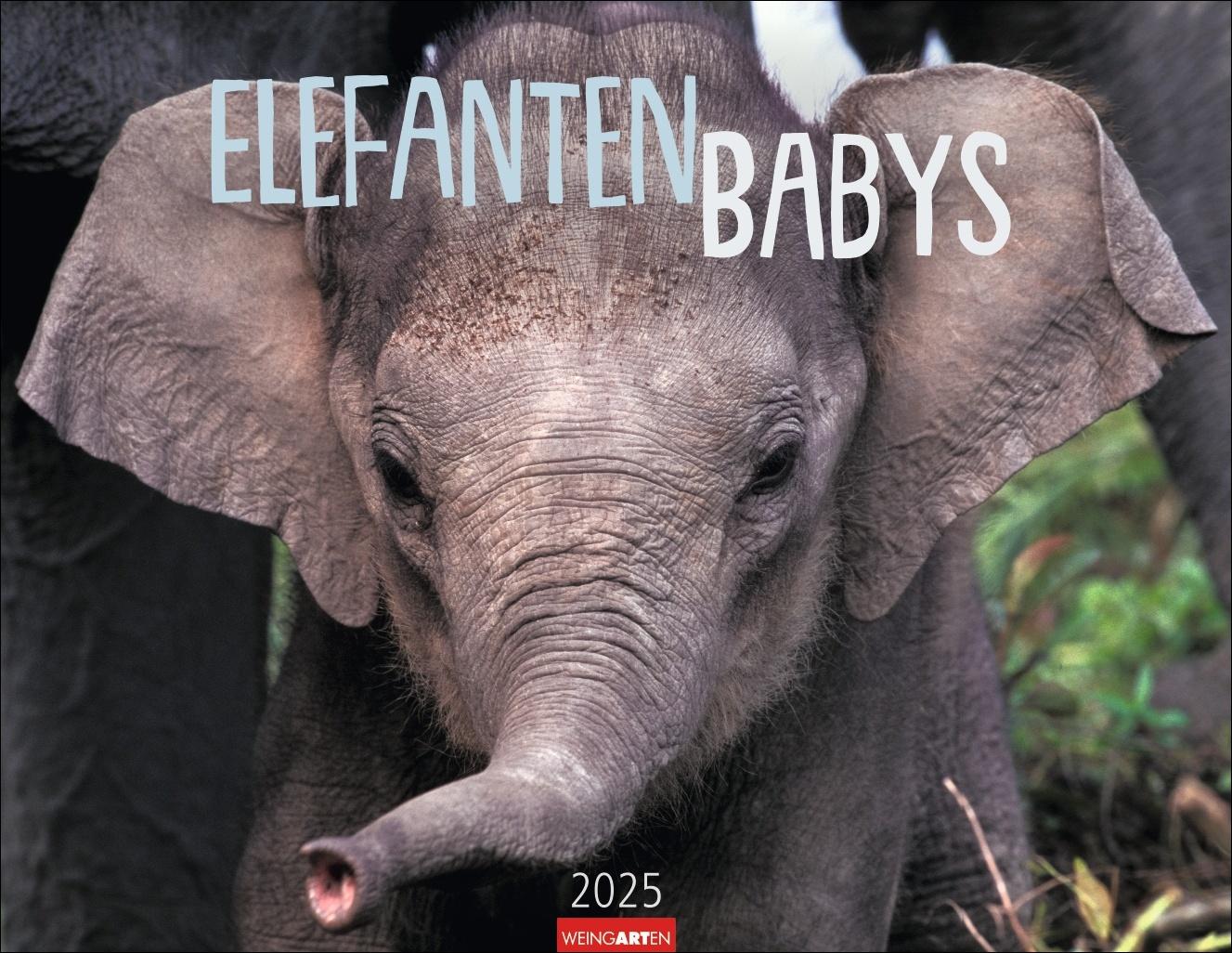 Cover: 9783839901533 | Elefantenbabys Kalender 2025 | Kalender | Tierkalender Weingarten