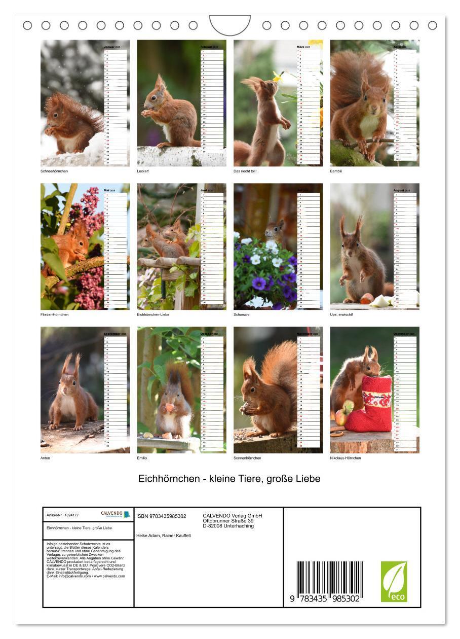 Bild: 9783435985302 | Eichhörnchen - kleine Tiere, große Liebe (Wandkalender 2025 DIN A4...