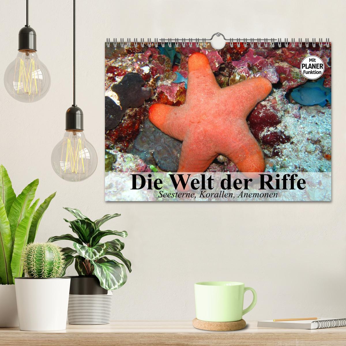 Bild: 9783435523788 | Die Welt der Riffe. Seesterne, Korallen, Anemonen (Wandkalender...