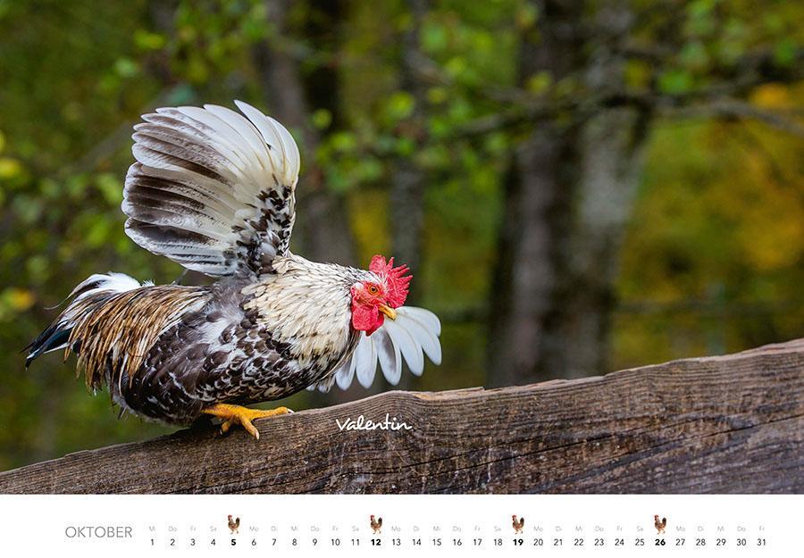 Bild: 9783966648202 | Hühner Kalender 2025 | Der Tierkalender mit den charmanten Namen