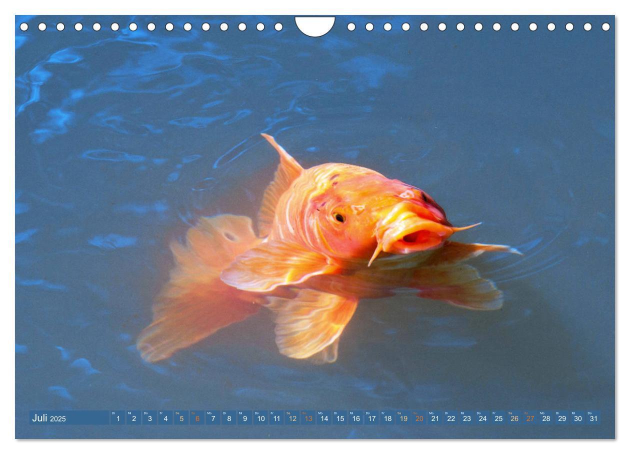 Bild: 9783435129553 | Koi: Juwelen im Teich (Wandkalender 2025 DIN A4 quer), CALVENDO...