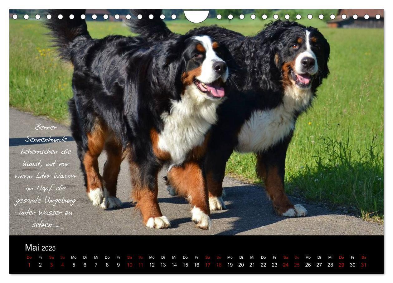 Bild: 9783435403431 | So ist er. Der Berner Sennenhund (Wandkalender 2025 DIN A4 quer),...