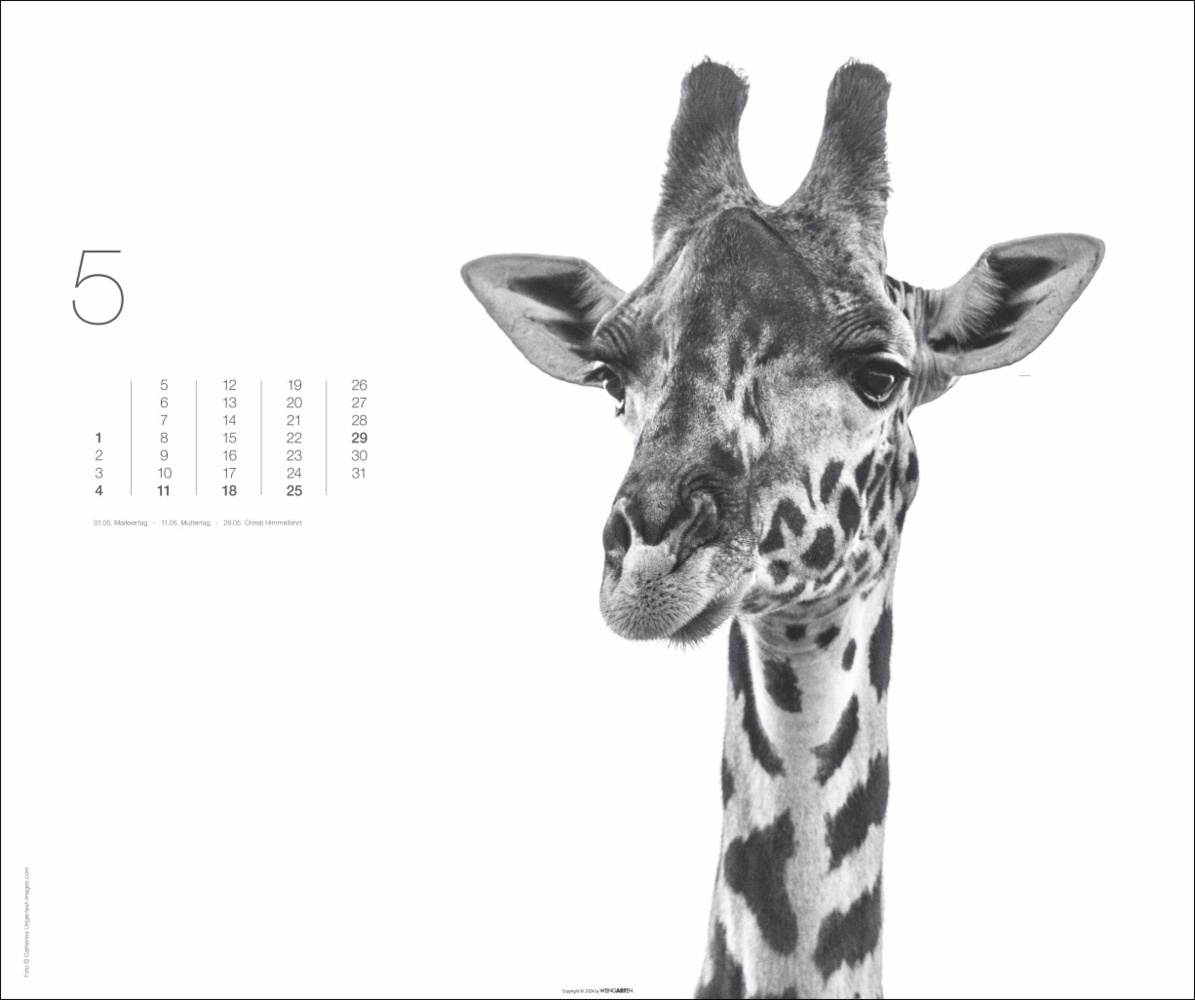 Bild: 9783839901328 | Black &amp; White Animals 2025 | Kalender | Spiralbindung | 14 S. | 2025