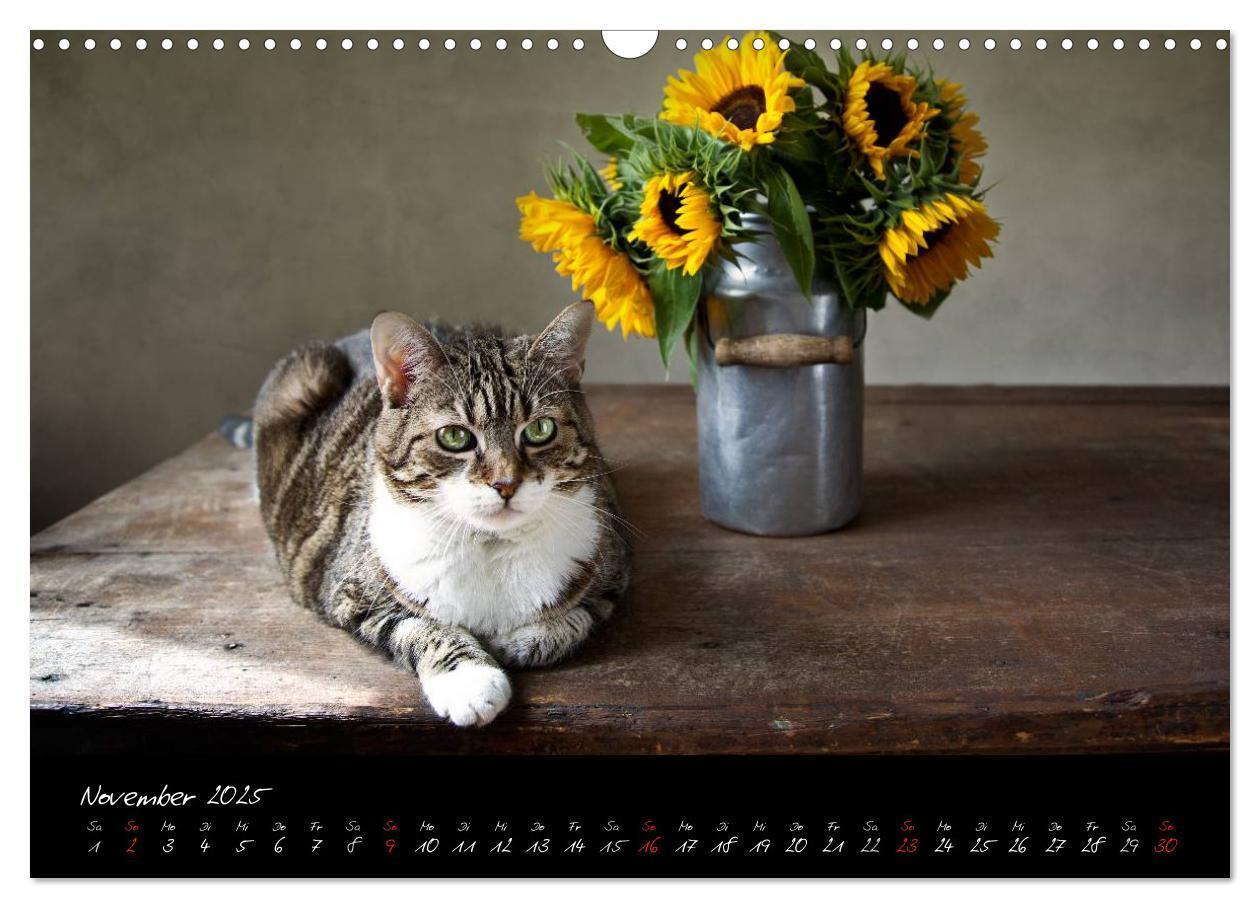 Bild: 9783435837335 | Katzen 2025 (Wandkalender 2025 DIN A3 quer), CALVENDO Monatskalender