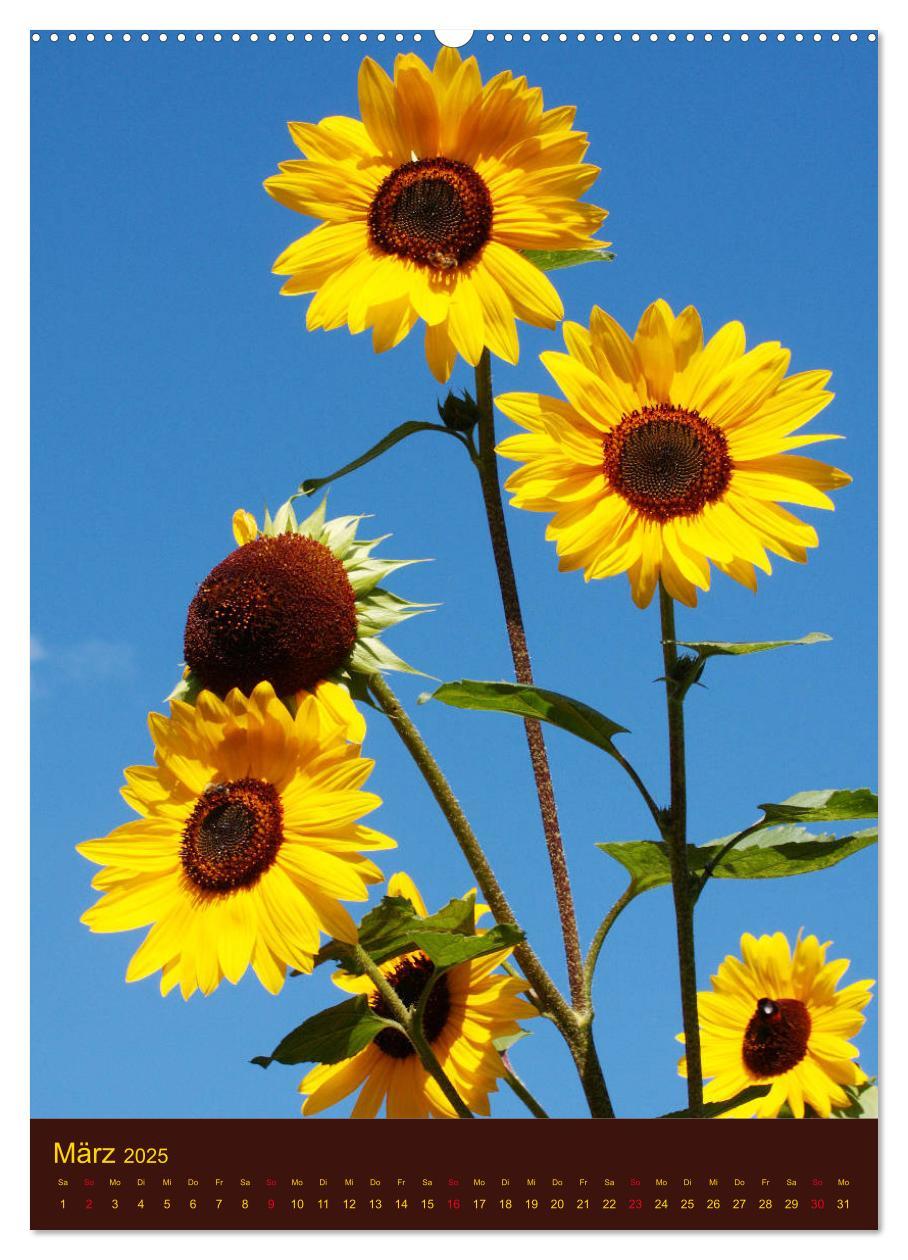 Bild: 9783435951284 | Sonnenblumen - Strahlende Blüten (Wandkalender 2025 DIN A2 hoch),...