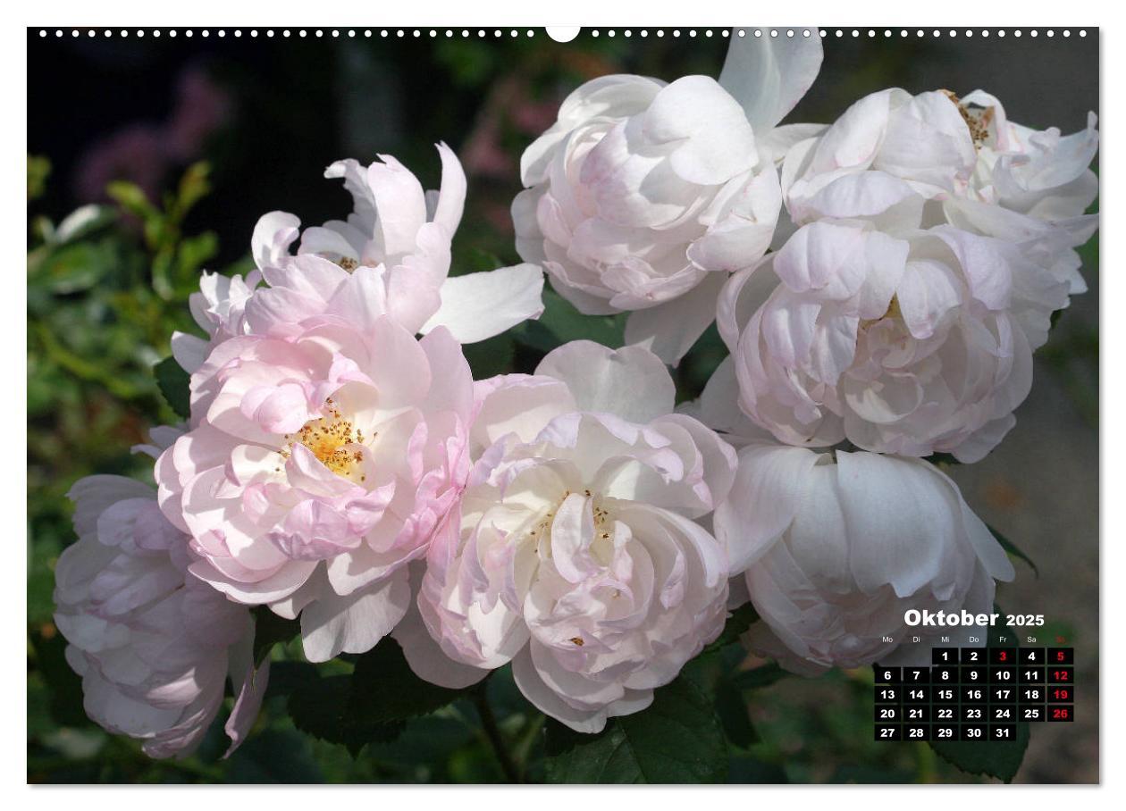 Bild: 9783435233250 | Magie der Rosen (hochwertiger Premium Wandkalender 2025 DIN A2...