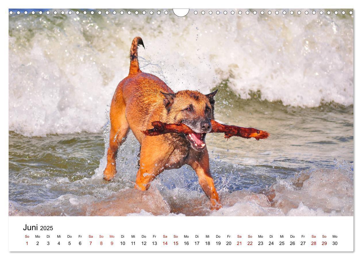 Bild: 9783435340019 | Malinois - Wahnsinn auf vier Pfoten (Wandkalender 2025 DIN A3...