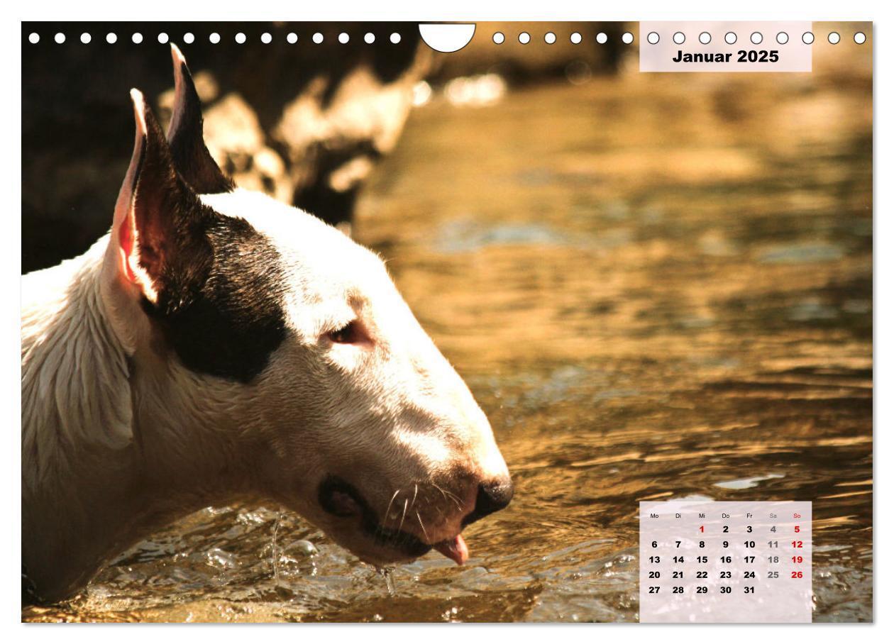 Bild: 9783383947438 | Bullterrier. Freudiges Wesen und Charakter (Wandkalender 2025 DIN...