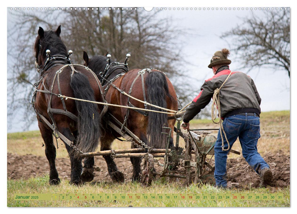 Bild: 9783435095766 | Zugpferde bei der Feldarbeit (Wandkalender 2025 DIN A2 quer),...