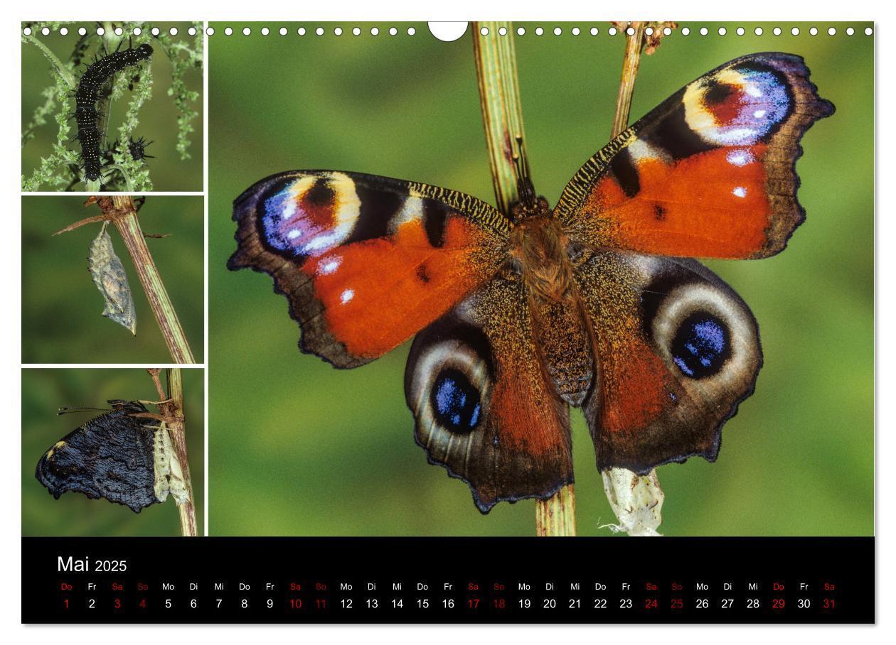 Bild: 9783435386376 | Schmetterlinge - Wunder der Verwandlung (Wandkalender 2025 DIN A3...