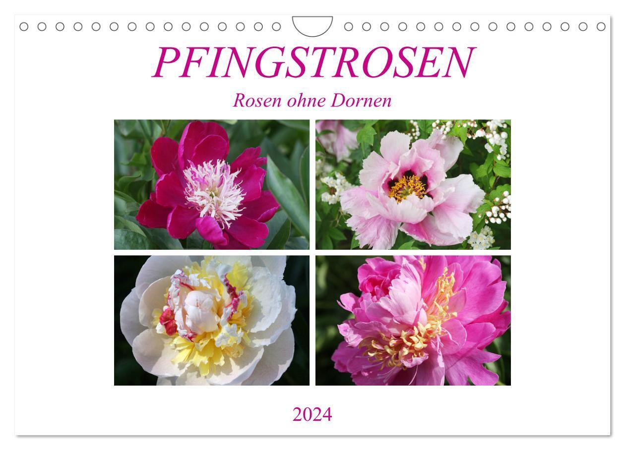 Cover: 9783383058585 | PFINGSTROSEN Rosen ohne Dornen (Wandkalender 2024 DIN A4 quer),...