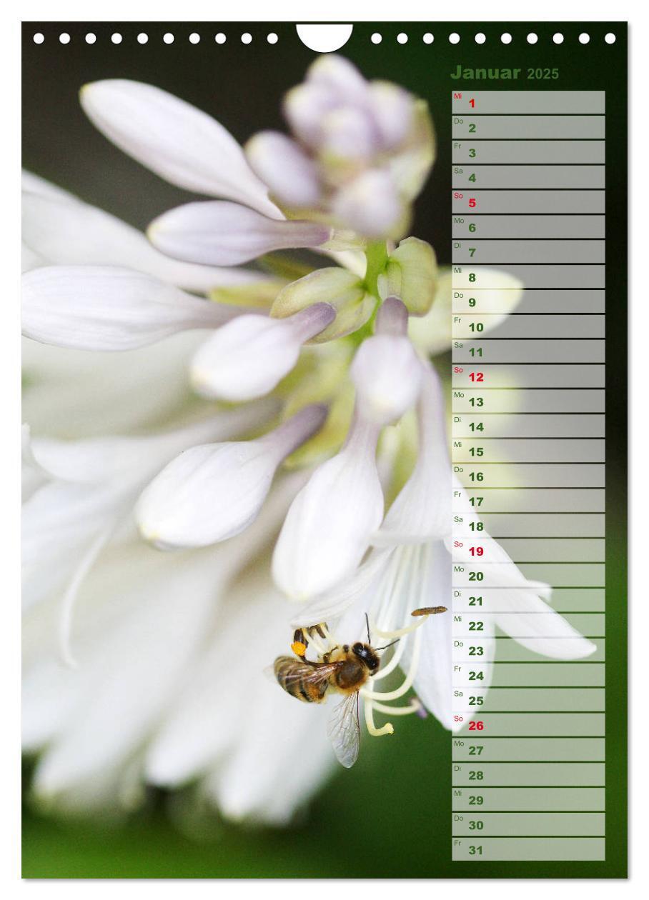 Bild: 9783435974887 | Hostas Herzblattlilien Funkien (Wandkalender 2025 DIN A4 hoch),...