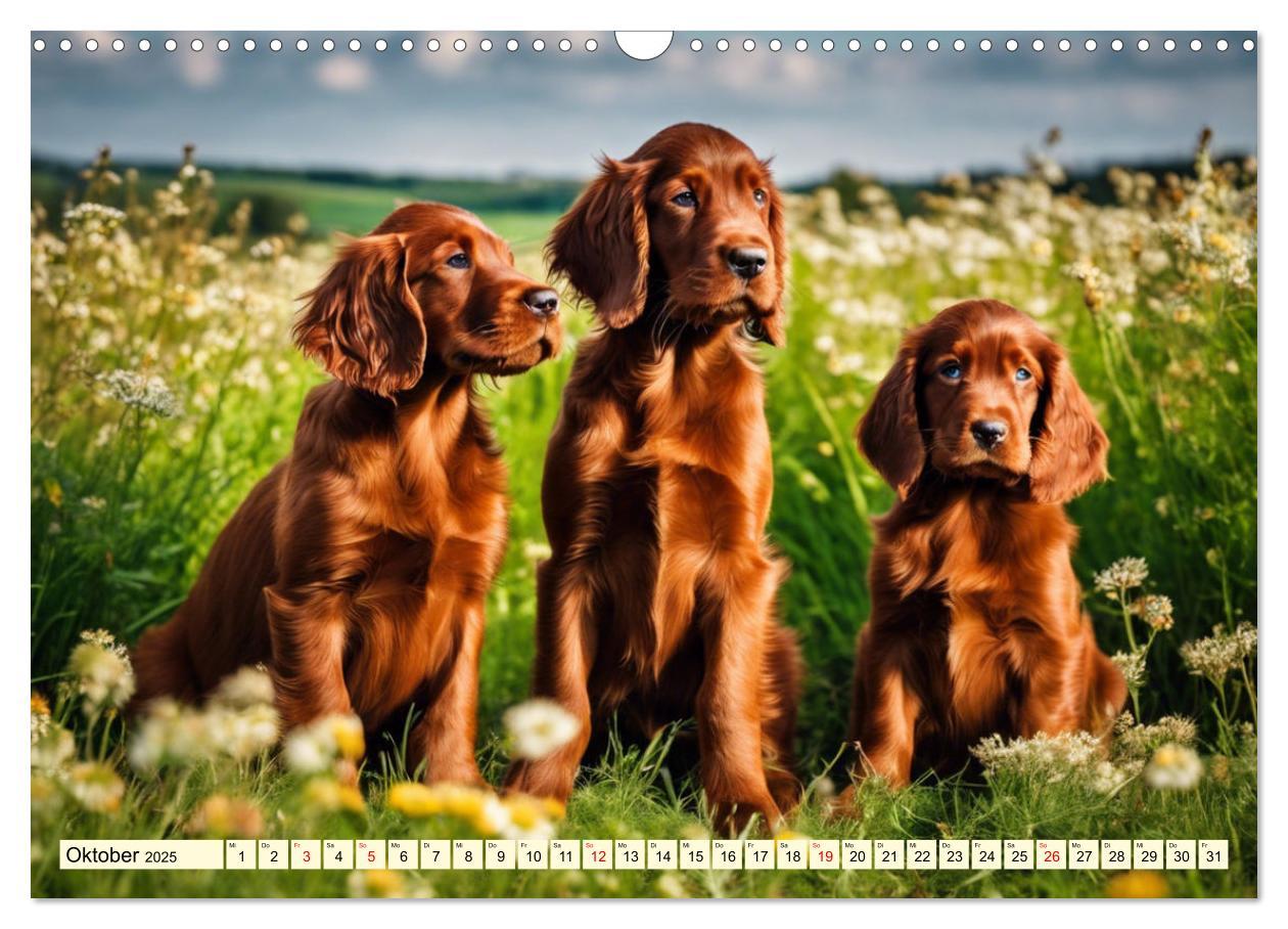 Bild: 9783435011728 | Irish Setter - Anmut pur (Wandkalender 2025 DIN A3 quer), CALVENDO...