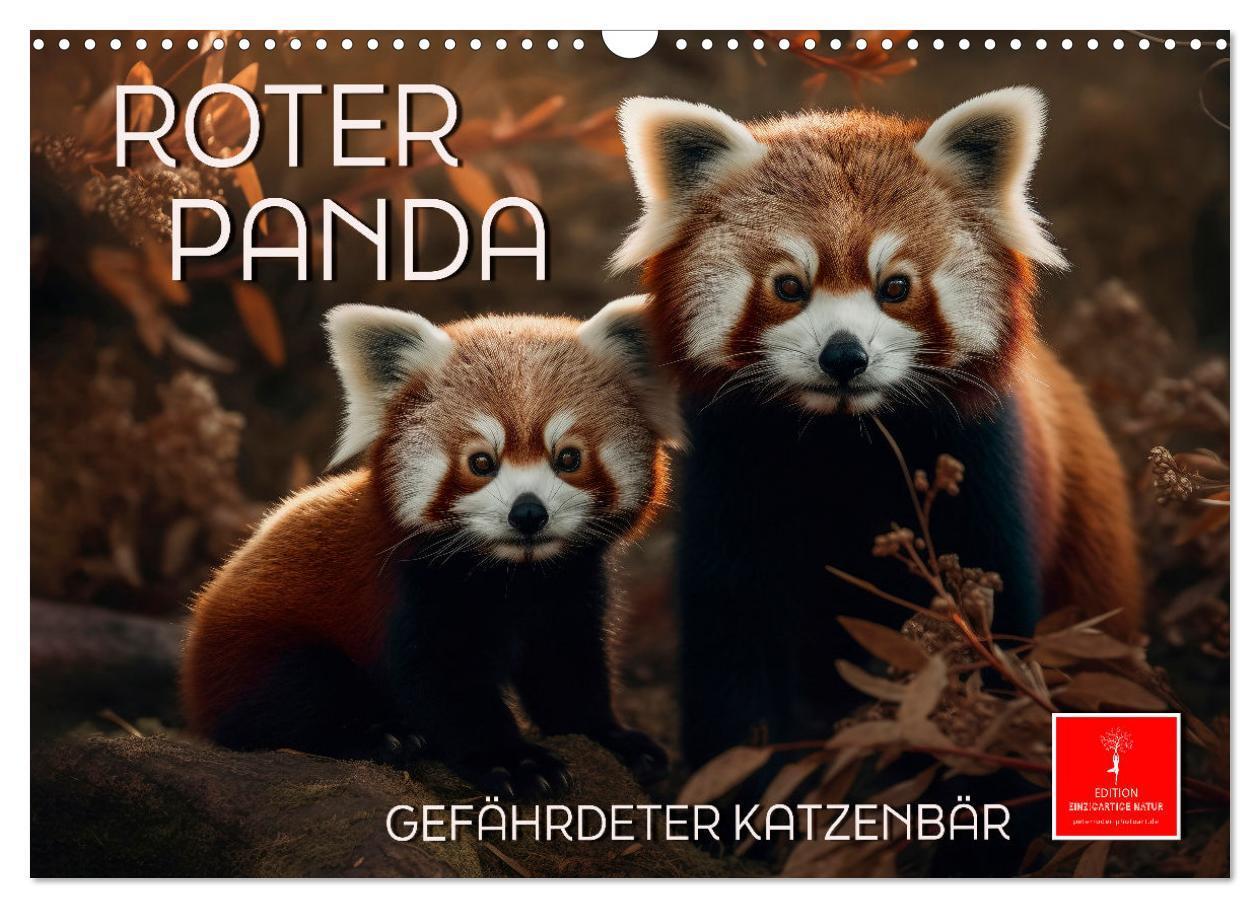 Cover: 9783675771918 | Roter Panda - gefährdeter Katzenbär (Wandkalender 2024 DIN A3...