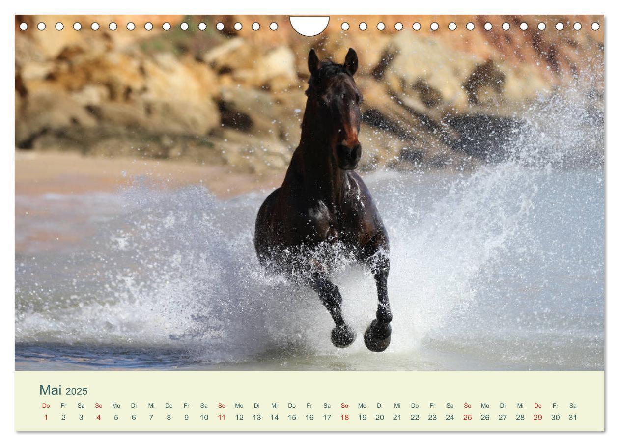 Bild: 9783435216062 | PFERDE &amp; MEER (Wandkalender 2025 DIN A4 quer), CALVENDO Monatskalender