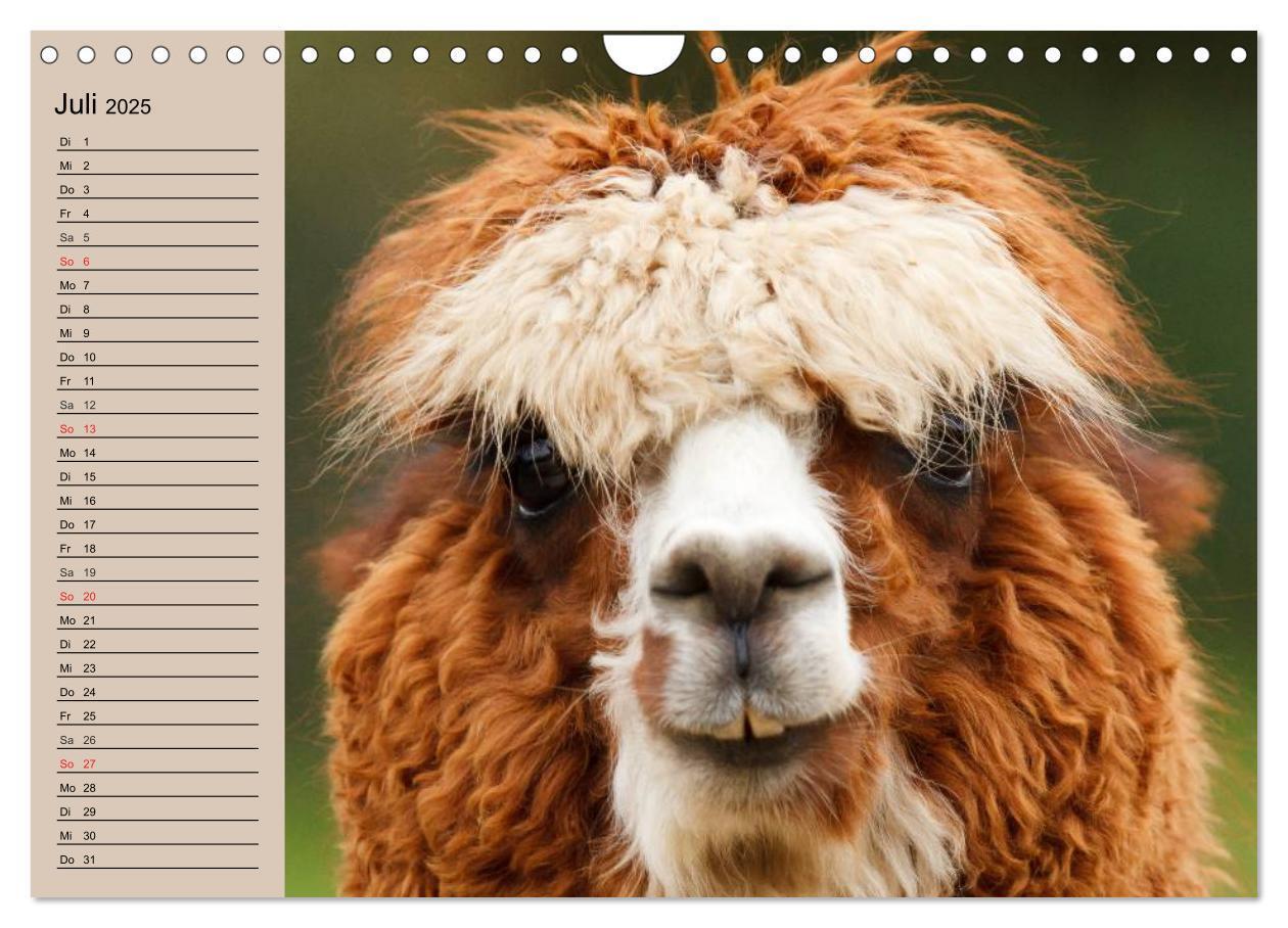 Bild: 9783435547036 | Alpakas und Lamas (Wandkalender 2025 DIN A4 quer), CALVENDO...