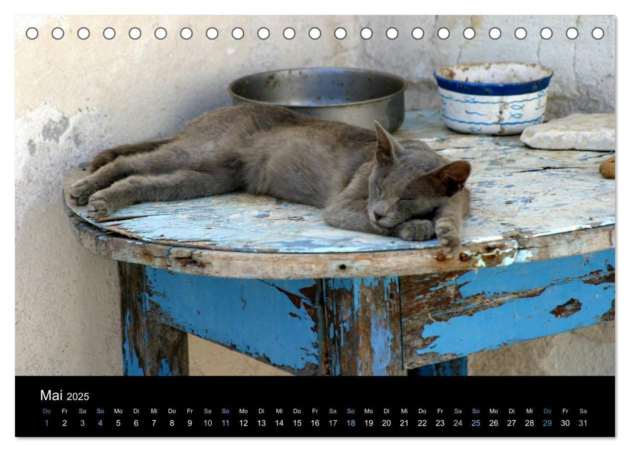 Bild: 9783435677405 | Katzensprung (Tischkalender 2025 DIN A5 quer), CALVENDO Monatskalender