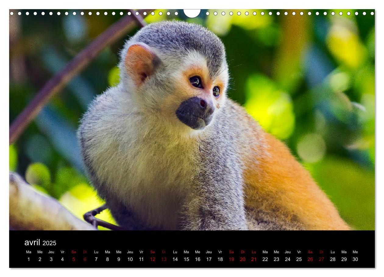 Bild: 9781325937059 | Costa Rica Paradis de la Biodiversité (Calendrier mural 2025 DIN A3...