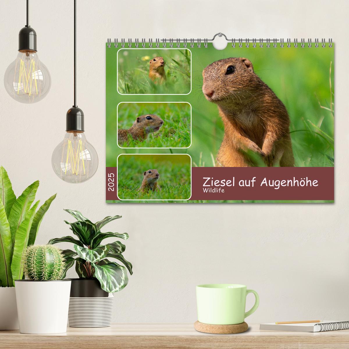 Bild: 9783383861154 | Ziesel auf Augenhöhe (Wandkalender 2025 DIN A4 quer), CALVENDO...