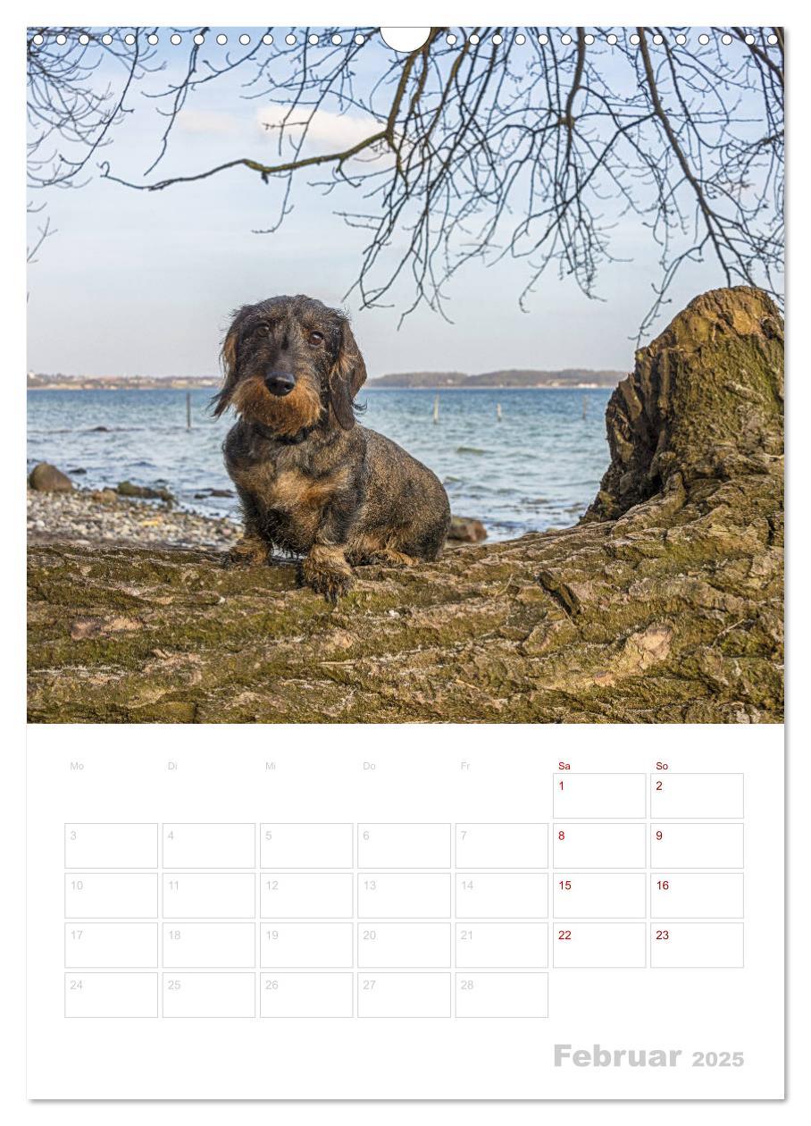 Bild: 9783435983346 | Der Dackel (M)ein treuer Weggefährte (Wandkalender 2025 DIN A3...