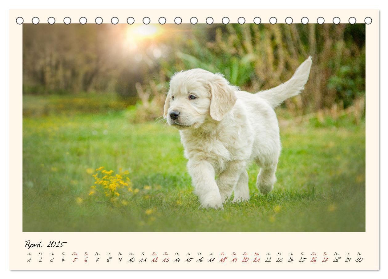 Bild: 9783383828263 | Golden Retriever... Herzenshunde (Tischkalender 2025 DIN A5 quer),...