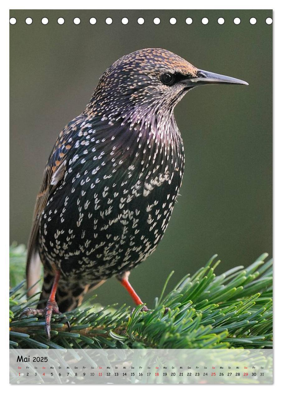 Bild: 9783457042922 | Vögel im heimischen Garten (Tischkalender 2025 DIN A5 hoch),...