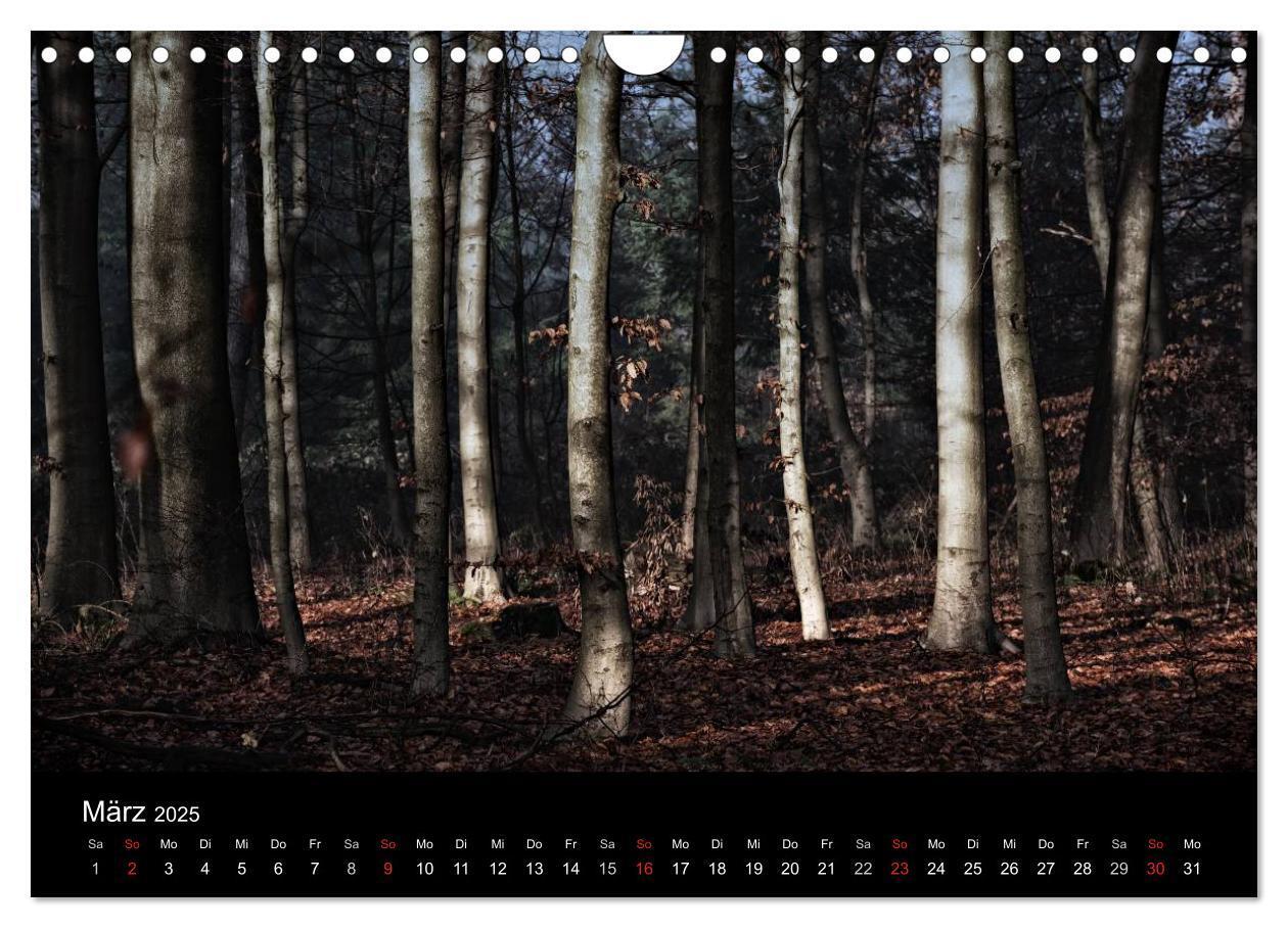 Bild: 9783435501502 | Mystische Wälder (Wandkalender 2025 DIN A4 quer), CALVENDO...