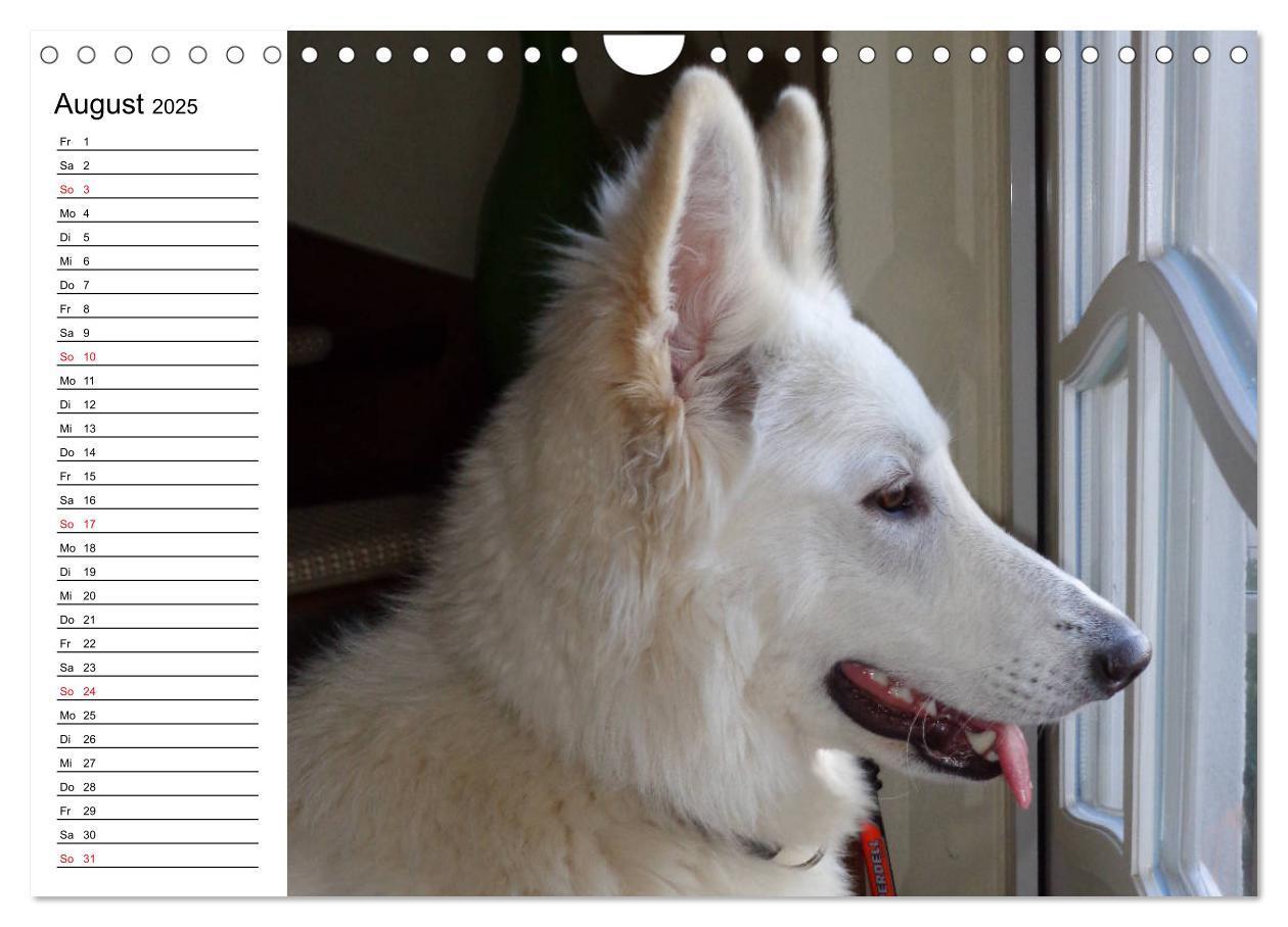 Bild: 9783435237982 | Berger Blanc Suisse - Weißer Schweizer Schäferhund (Wandkalender...