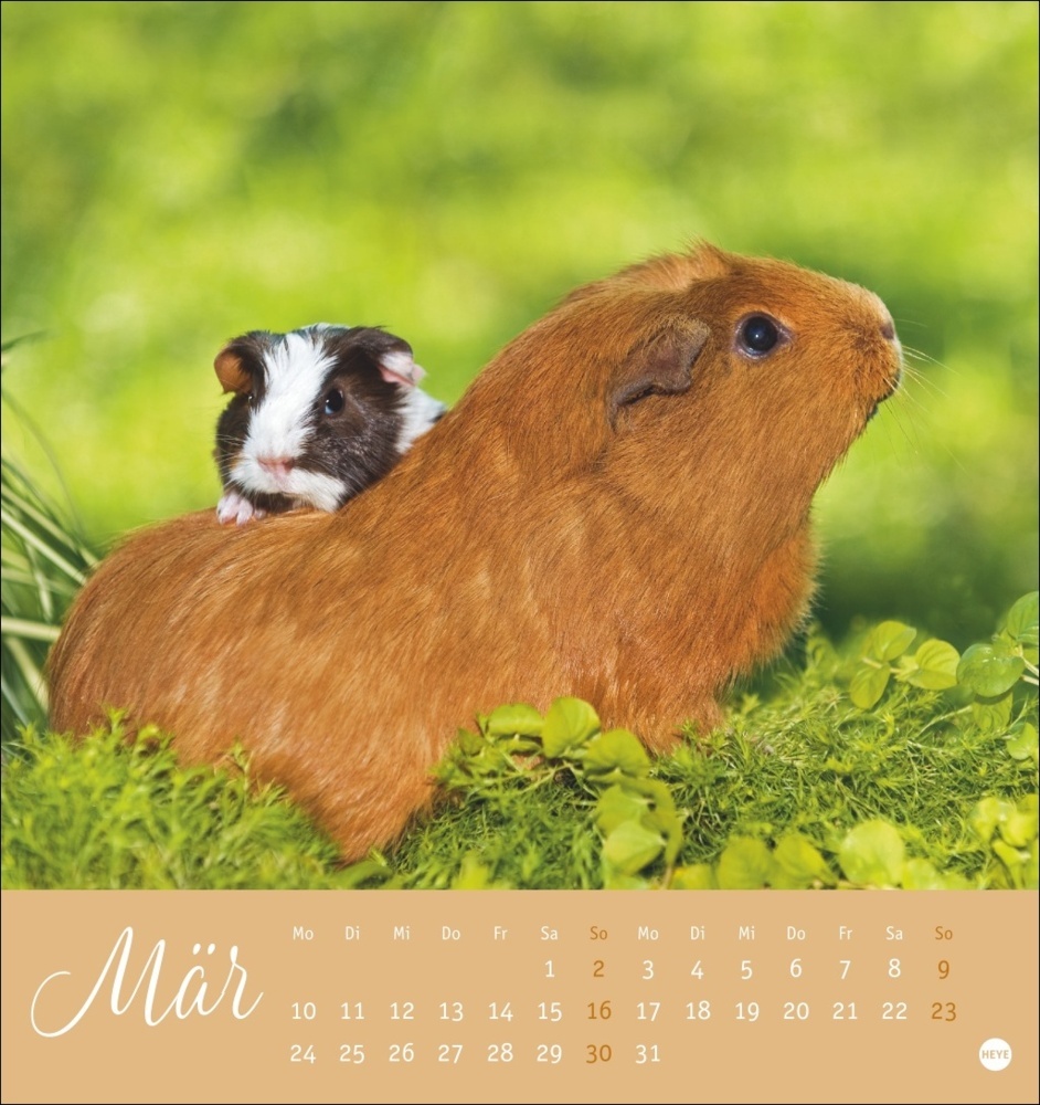 Bild: 9783756407101 | Kuschelige Meerschweinchen Postkartenkalender 2025 | Monika Wegler