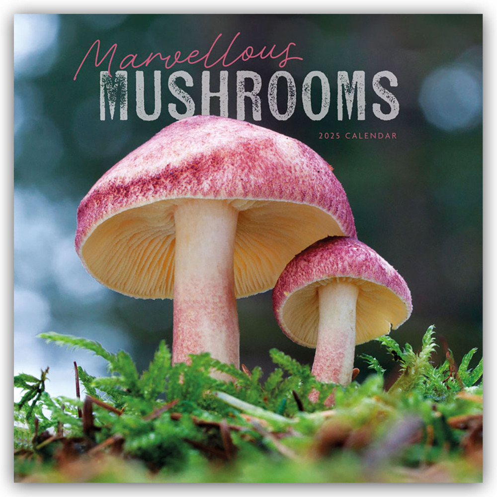 Cover: 9781529812824 | Mushrooms - Pilze 2025 - Wand-Kalender | Carousel Calendar | Kalender